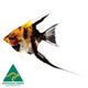 ANGELFISH