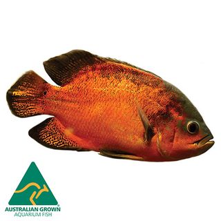 7CM RED OSCAR