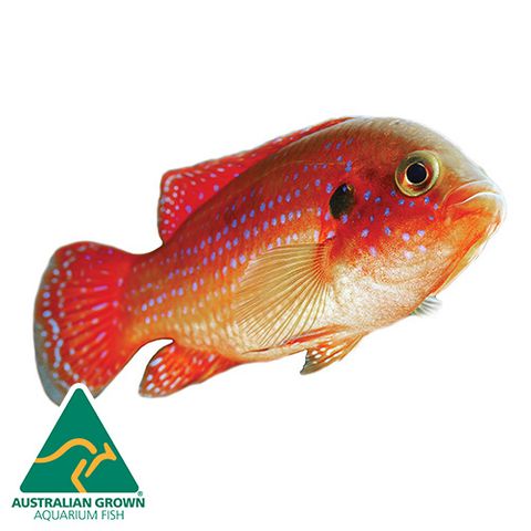 5.5CM RED FOREST JEWEL CICHLID