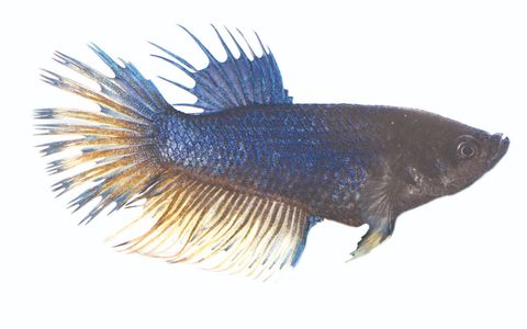 5CM FEMALE CROWNTAIL BETTA