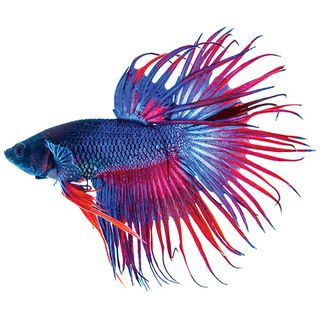 6CM ASSORTED CROWNTAIL BETTA