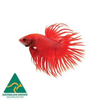 6CM RED CROWNTAIL MALE BETTA