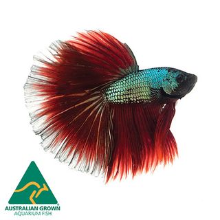 6CM ASSORTED HALF MOON MALE BETTA