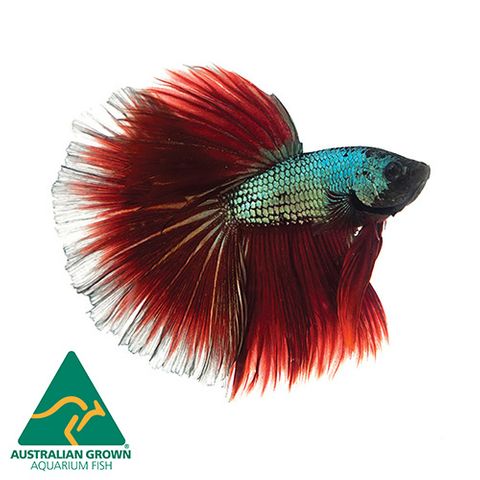 6CM ASSORTED HALF MOON MALE BETTA