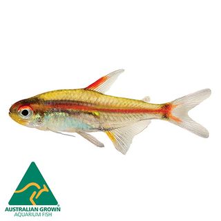 3CM GLOWLIGHT TETRA