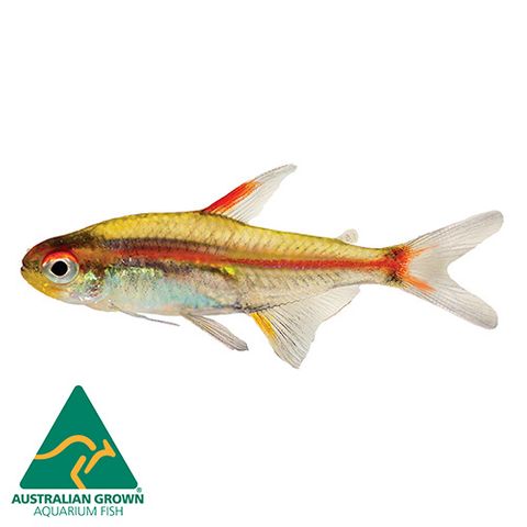 3CM GLOWLIGHT TETRA