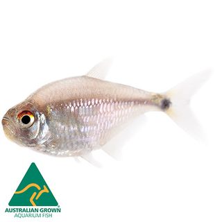 3CM HEAD & TAIL LIGHT TETRA