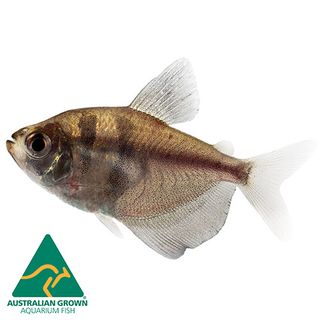 4CM BLACK WIDOW TETRA