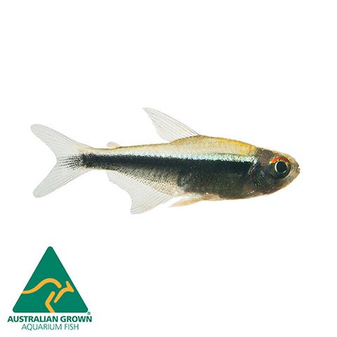 2.5CM BLACK NEON TETRA