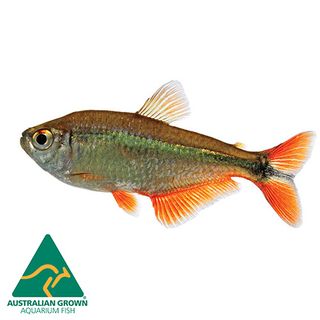 4CM TETRA BUENOS AIRES