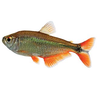 3CM BUENOS AIRES TETRA