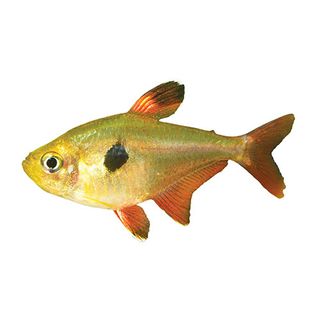 3CM ROSY TETRA