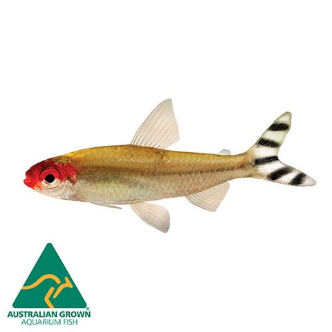 3CM RUMMYNOSE TETRA