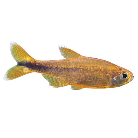 3CM SILVERTIP TETRA