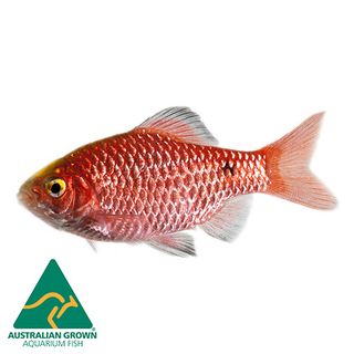 4.5CM ROSY BARB MALE