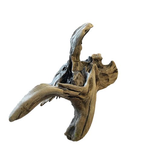 NZ Exotic Wood XL 50cm