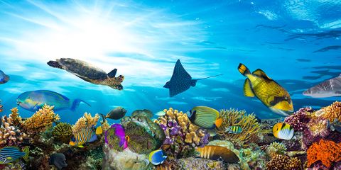 Reef M 40X60cm