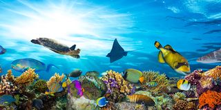 Reef XL 60X120cm
