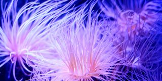 Anemone L 60X90cm
