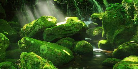 Moss Forest XL 60X120cm