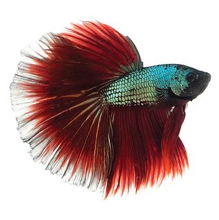 5CM RED HALF MOON MALE