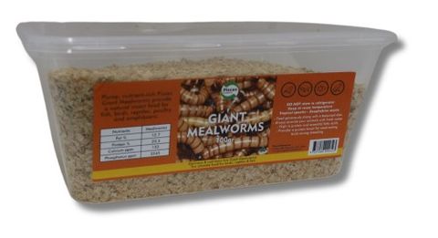 GIANT MEALWORMS - 100G TUB