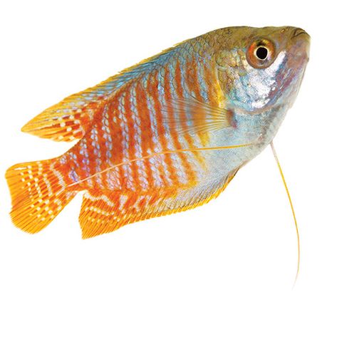 5CM DWARF RED NEON GOURAMI