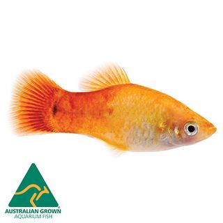 4CM PLATY GLOWLIGHT SUNSET