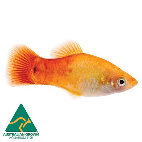 4CM PLATY GLOWLIGHT SUNSET