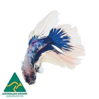 6CM ASSORTED CAMBODIAN MALE BETTA