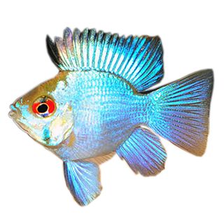 3CM ELECTRIC BLUE BALLOON RAM CICHLID