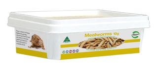 REGULAR MEALWORMS - 10G TUB