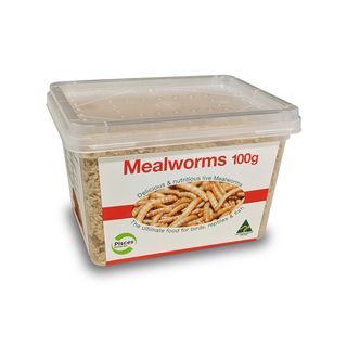 REGULAR MEALWORMS - 100G TUB