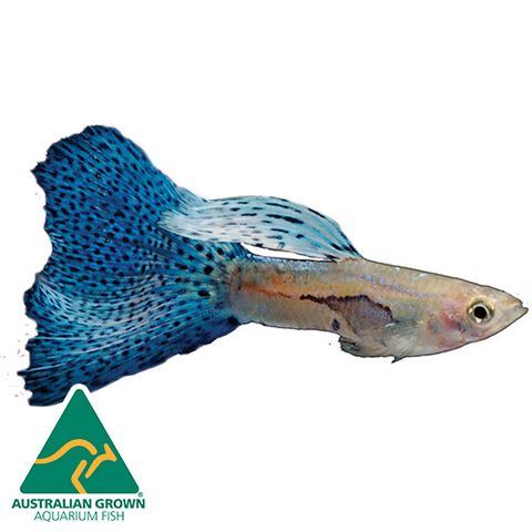 3.5CM LUMINOS DRAGON GUPPY MALE