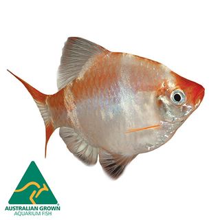 4CM ALBINO TIGER BARB