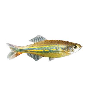 3CM GIANT DANIO