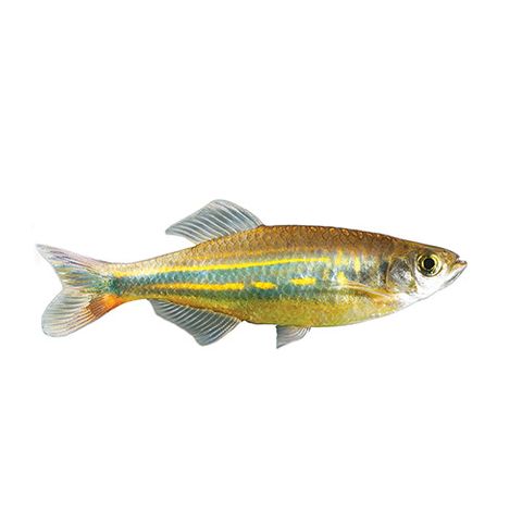 3CM GIANT DANIO