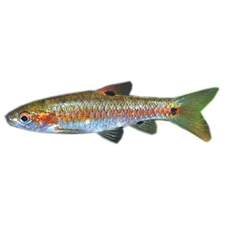 4CM RED SIDE BARB (2 SPOT)