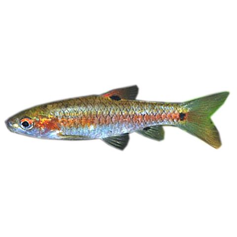 4CM RED SIDE BARB (2 SPOT)
