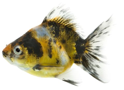 10CM CALICO HUMPBACK RYUKIN