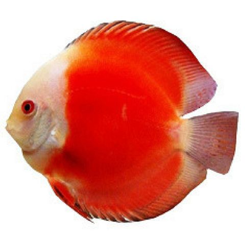 10CM RED MELON DISCUS