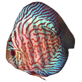 10CM BLUE TURQUOISE DISCUS