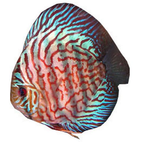 10CM BLUE TURQUOISE DISCUS