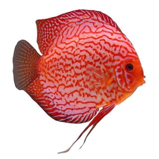 10CM PIGEON BLOOD DISCUS