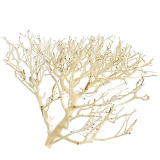 CORAL WOOD