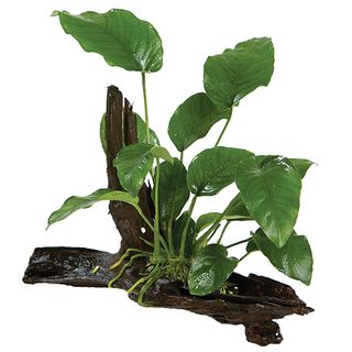 D3-E3 ANUBIAS BARTERI OT - LARGE