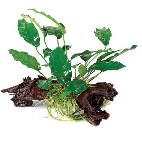 ANUBIAS EMERALD HEART - LGE D5-E