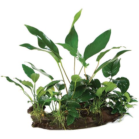 RAINFOREST GARDEN - RFMG-1