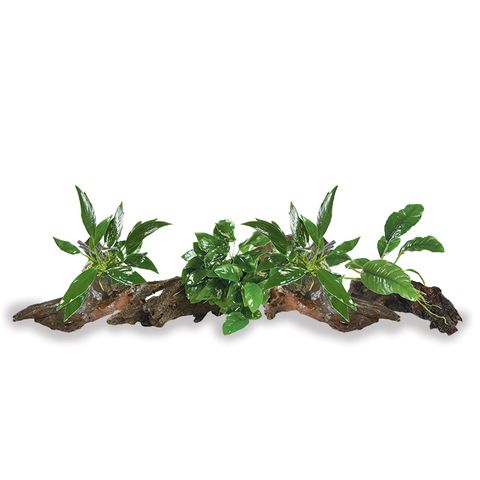 MINI DRIFTWOOD ANUBIAS - 4 PACK