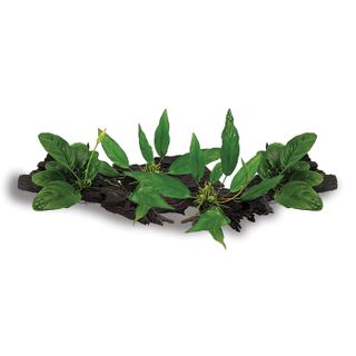 MEDIUM DRIFTWOOD ANUBIAS -  4 PACK